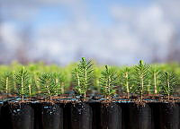 plantor-1.jpg