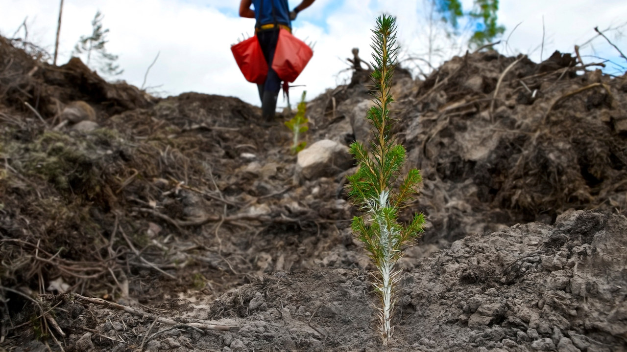Granplanta med plantskyddet Cambiguard planterad på ett hygge som är markberett. Plantör med röda plantväskor i bakgrunden.
